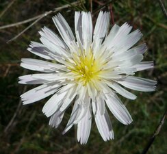 Malacothrix saxatilis flower